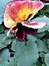 A reddish purple winter pansy