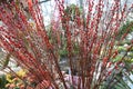 Reddish Pussy Willows buds on the Willow plant on display
