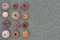 Reddish sea urchin shells on wet sand top view close up Royalty Free Stock Photo