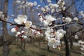 Reddish sepals, white petals and yellow stamens of apricot blossom