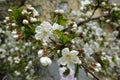 Red sepals, white petals and yellow stamens of cherry flower