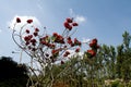 Reddish Shimul Red Silk Cotton Bush Plant With Scanty Leaves And Bare Twigs