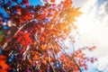 Reddish Tree Leaves Royalty Free Stock Photo