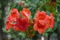 Reddish trumpet-shaped flowers of Campsis radicans