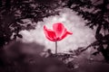 Reddish tulip soul in black white for peace heal hope