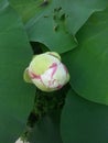 a reddish white lotus flower bud that appears between the dense and green leaves Royalty Free Stock Photo