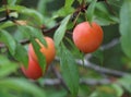 Reddish Wild Plums Hanging from the Tree. Royalty Free Stock Photo