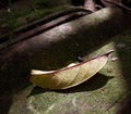 A reddish yellow oval leaf lay on the ground with greenish moss exposed to a ray of sunlight