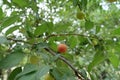 Reddish yellow mirabelle plum in the leafage of fruit tree Royalty Free Stock Photo