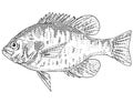 Redear sunfish Lepomis microlophus or sun perch Freshwater Fish Cartoon Drawing