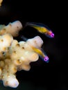 Redeye goby, Bryaninops natans. Bangka, Indonesia