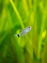 Redeye tetra Moenkhausia sanctaefilomenae isolated in a fish tank with blurred background