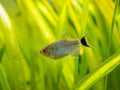 Redeye tetra Moenkhausia sanctaefilomenae isolated in a fish tank with blurred background