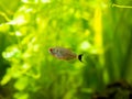 Redeye tetra Moenkhausia sanctaefilomenae isolated in a fish tank with blurred background