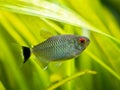 Redeye tetra Moenkhausia sanctaefilomenae isolated in a fish tank with blurred background