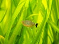 Redeye tetra Moenkhausia sanctaefilomenae isolated in a fish tank with blurred background