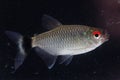 Redeye tetra Moenkhausia sanctaefilomenae