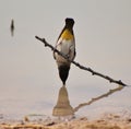 Redeyed Bulbul - Leaning in for a drink 2 - Africa Royalty Free Stock Photo