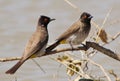 Redeyed Bulbul - Water Royalty Free Stock Photo