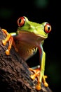 Redeyed tree frog Agalychnis callidryas Royalty Free Stock Photo