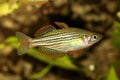 Redfin Dwarf Rainbowfish Aquarium fish Melanotaenia maccullochi Royalty Free Stock Photo