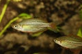 Redfin Dwarf Rainbowfish Aquarium fish Melanotaenia maccullochi Royalty Free Stock Photo