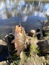 A Redfin fish get caught on wire with worms bait , hanging on a fishing line at Murray river ,Australia. Royalty Free Stock Photo