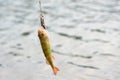 Redfin perch hooked by a lure Royalty Free Stock Photo