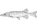 Redfin pickerel or Esox americanus americanus Freshwater Fish Cartoon Drawing