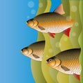 Redfins flock. Fish look out of algae. Under the water. Bright colors. Vector Image. Royalty Free Stock Photo