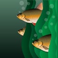Redfins flock. Fish look out of algae. Under the water. Royalty Free Stock Photo