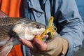 Fisherman holding redfish by the water