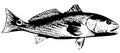 Redfish (Red drum) fish - vector Royalty Free Stock Photo