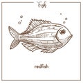 Redfish sketch fish vector icon of snapper or grouper