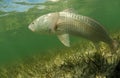 Redfish is swimming in the grass flats ocean Royalty Free Stock Photo