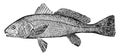 Redfish, vintage illustration