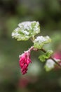 Redflower currant flower with melting snow