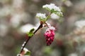 Redflower currant flower with melting snow