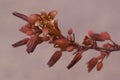 Redflower False Yucca