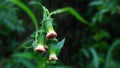 Redflower ragleaf - Crassocephalum crepidioides