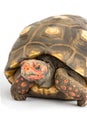 Redfoot tortoise Royalty Free Stock Photo