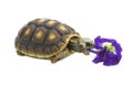 Redfoot Tortoise eating flower Royalty Free Stock Photo