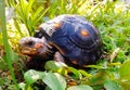 Redfoot tortoise hiding in the bushes Royalty Free Stock Photo