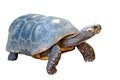 Redfoot tortoise on white background Royalty Free Stock Photo
