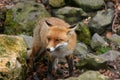 Redfox Royalty Free Stock Photo