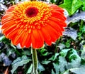 Redgerbera on the culture estufa Royalty Free Stock Photo