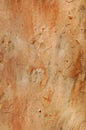 Redgum bark, Angophora costata Royalty Free Stock Photo