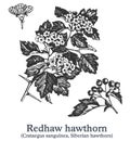 Redhaw hawthorn. Vector hand drawn plant. Vintage medicinal plant sketch.