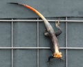 Redhead Agama on a fence Royalty Free Stock Photo