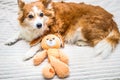 Redhead beautiful dog and toy close up Royalty Free Stock Photo